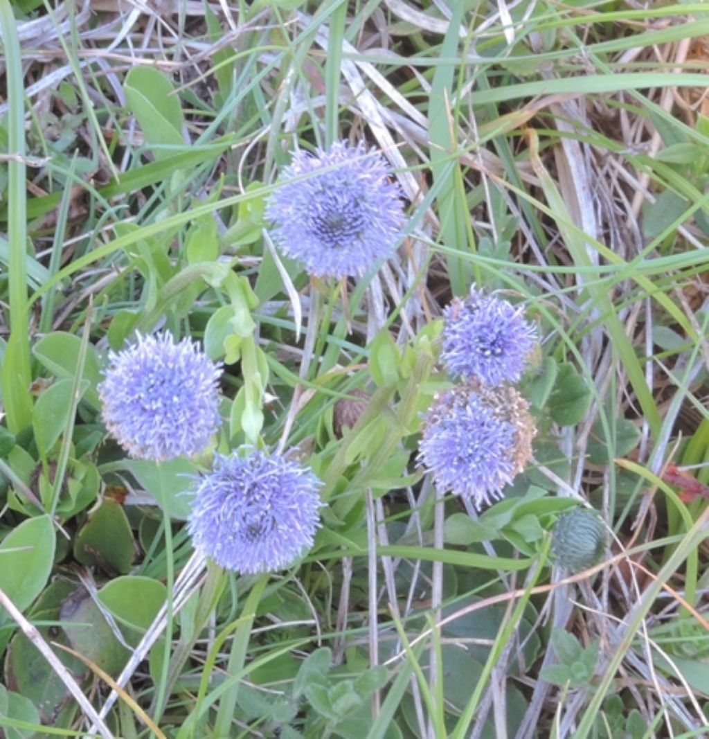 Globularia bisnagarica